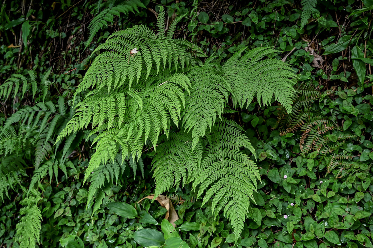 Изображение особи Athyrium filix-femina.
