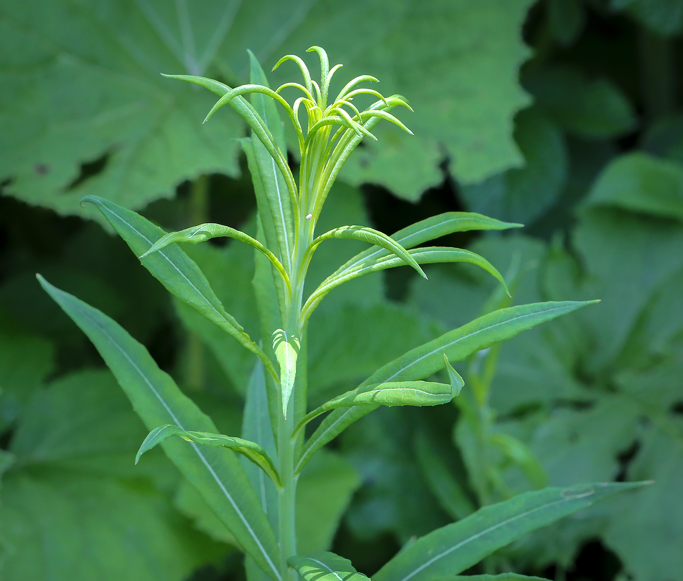 Image of Chamaenerion angustifolium specimen.
