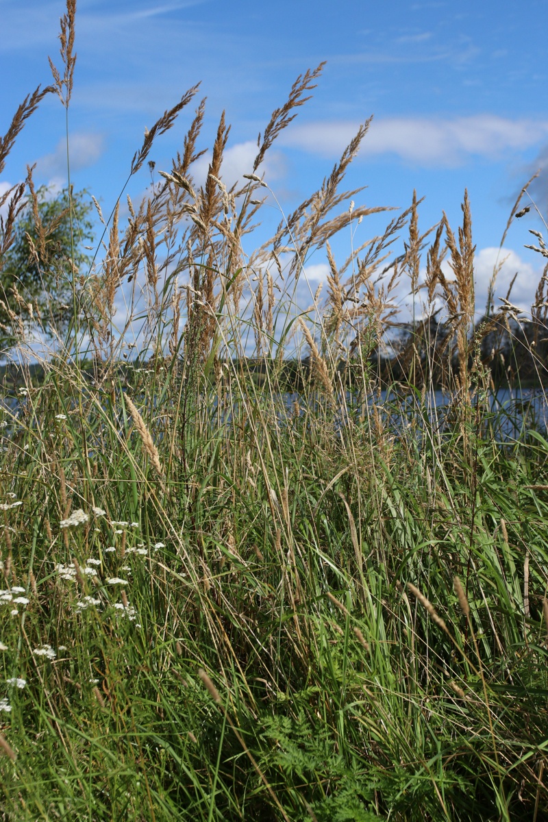 Image of Calamagrostis epigeios specimen.