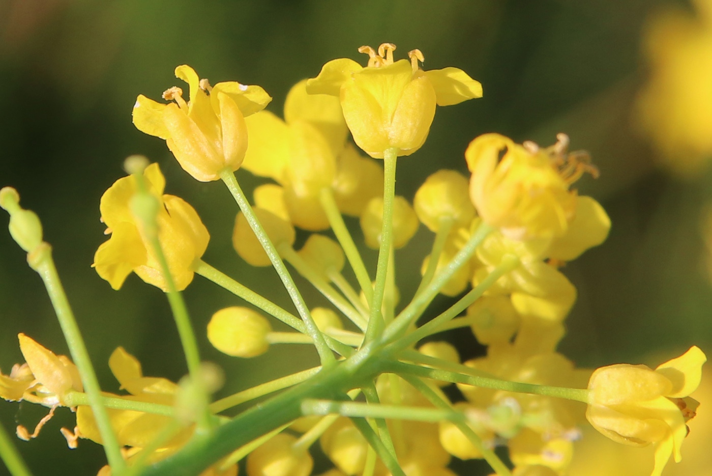 Image of Rorippa amphibia specimen.