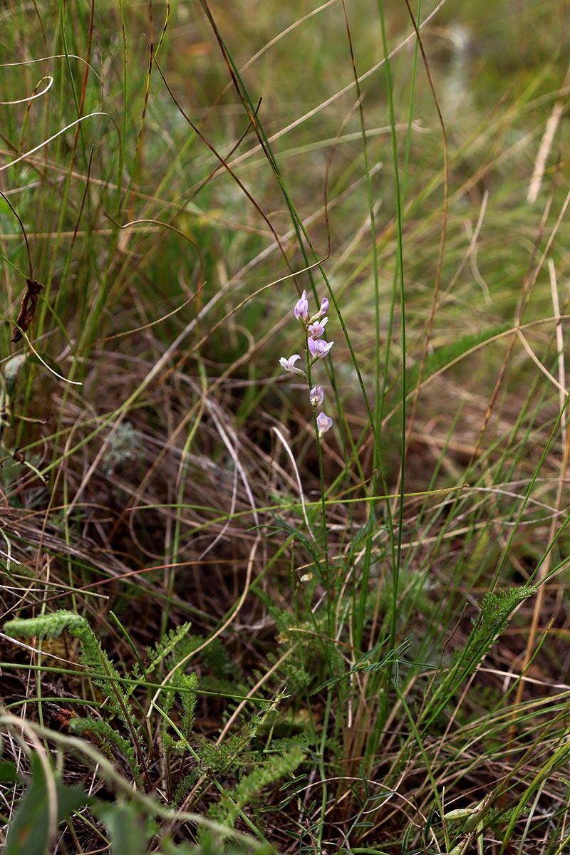 Изображение особи Astragalus austriacus.