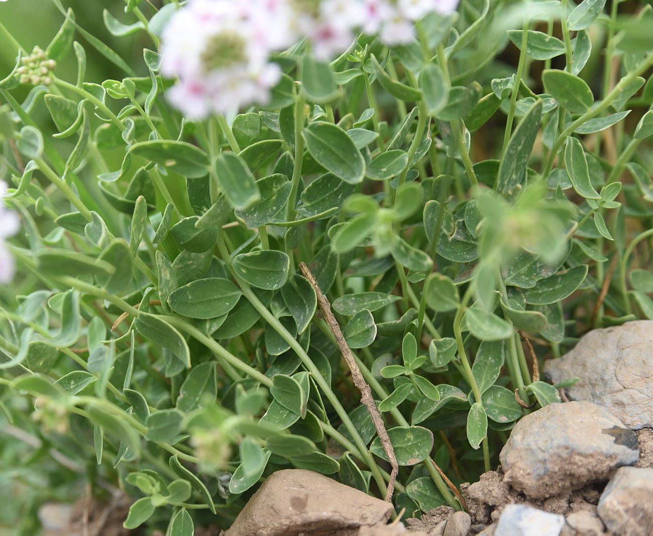 Изображение особи Aethionema speciosum.