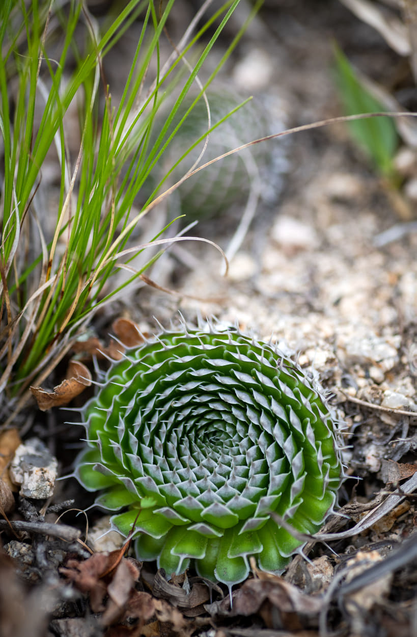 Image of Orostachys spinosa specimen.