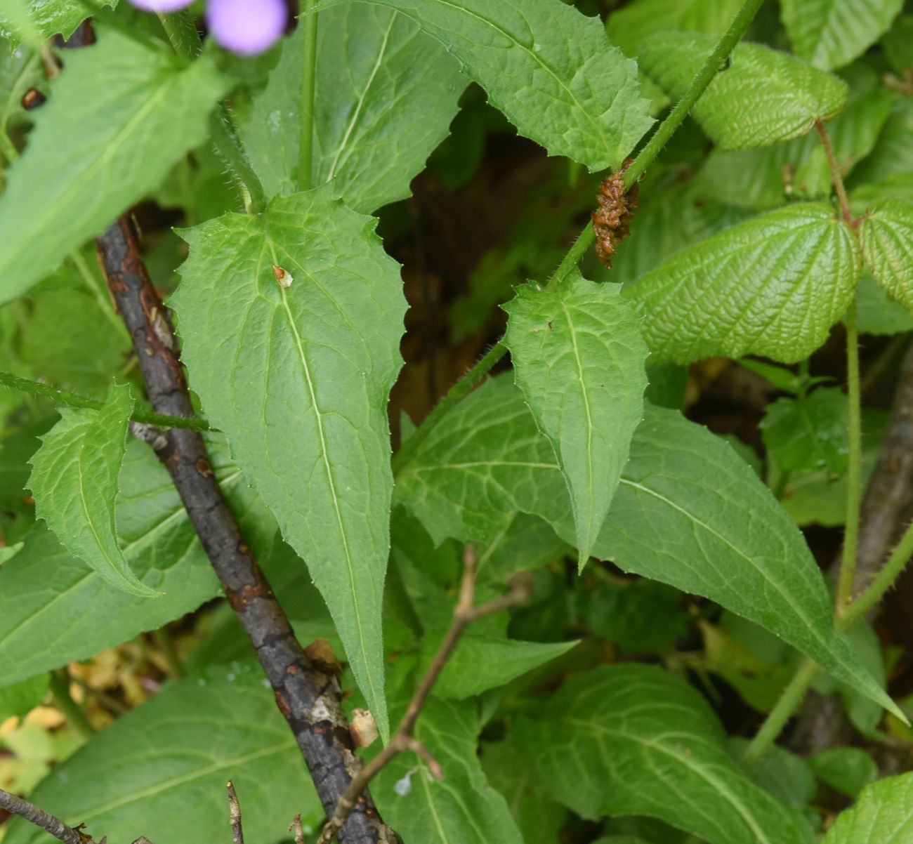 Image of Hesperis matronalis specimen.