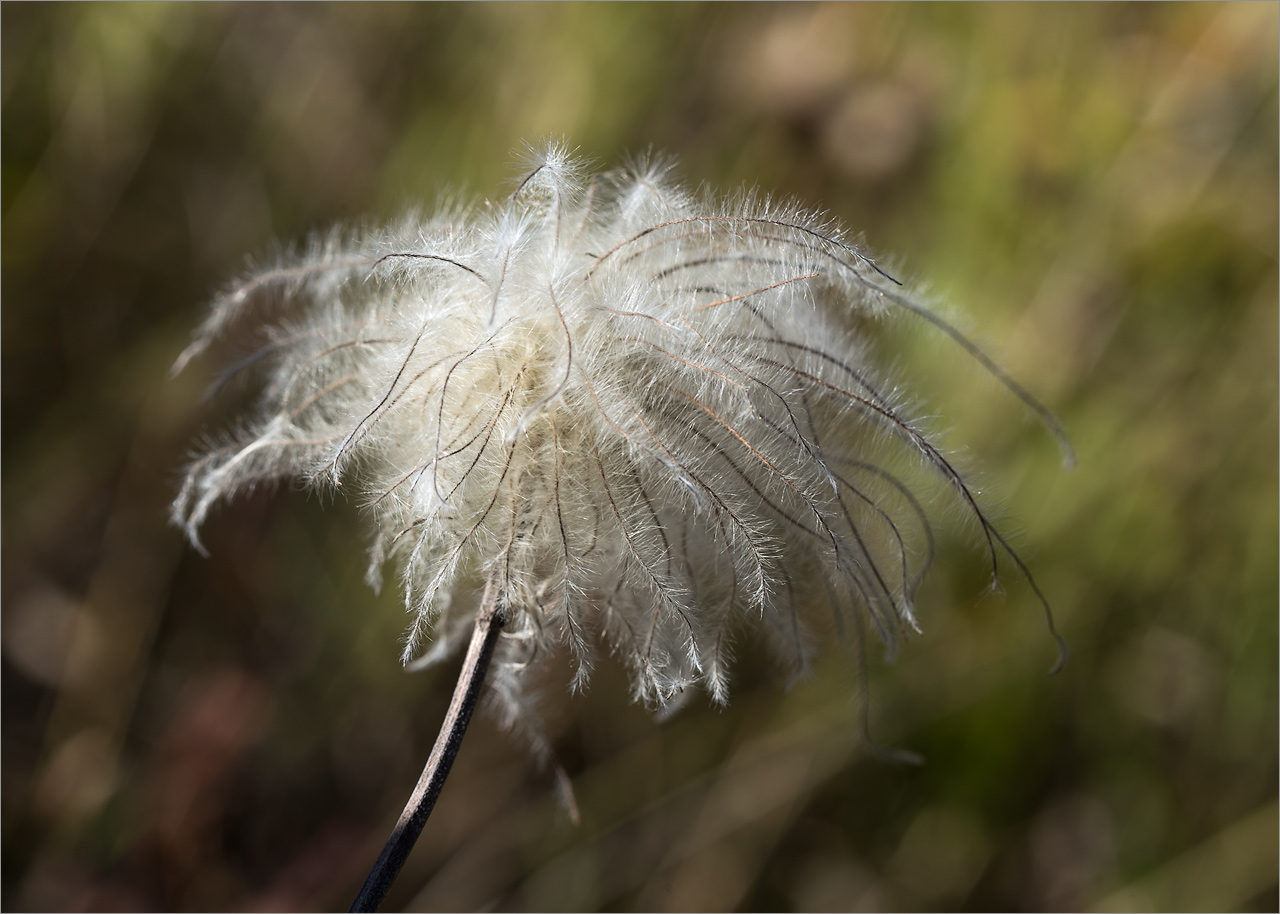 Image of Clematis integrifolia specimen.