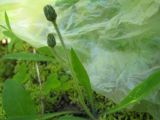 род Hieracium. Растение в фазе бутонизации. Костромская обл., заповедник \"Кологривский лес\", участок бывшей УЖД. 29.06.2010.