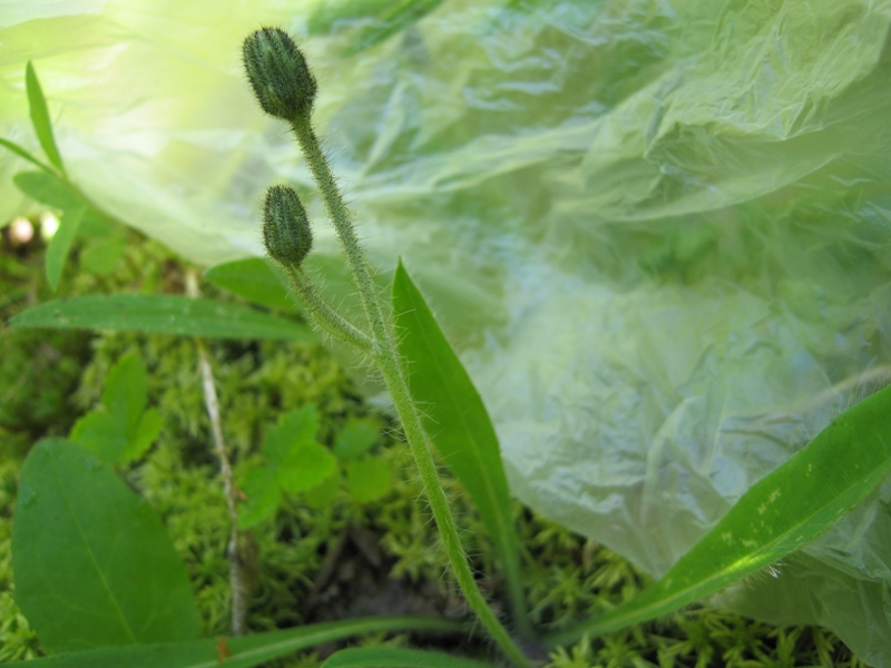 Image of genus Hieracium specimen.