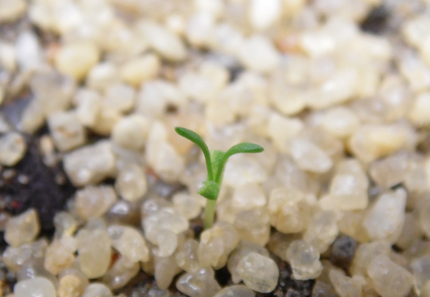 Изображение особи Chamaemelum nobile.