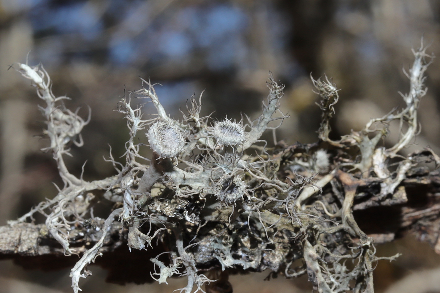 Image of Anaptychia setifera specimen.
