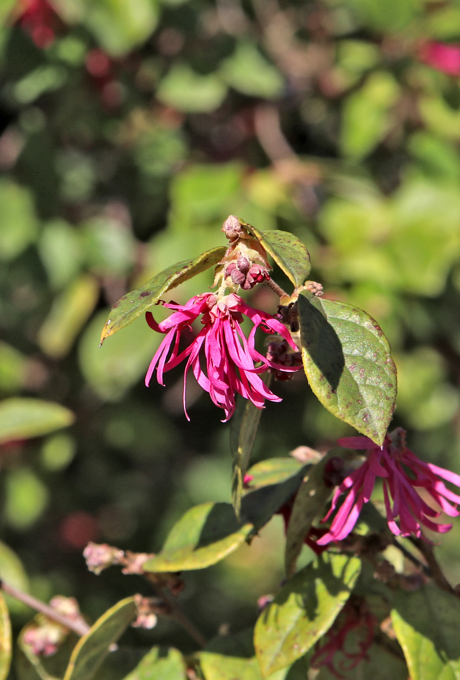Image of Loropetalum chinense specimen.