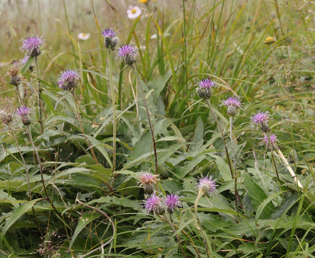Изображение особи Saussurea tomentosa.
