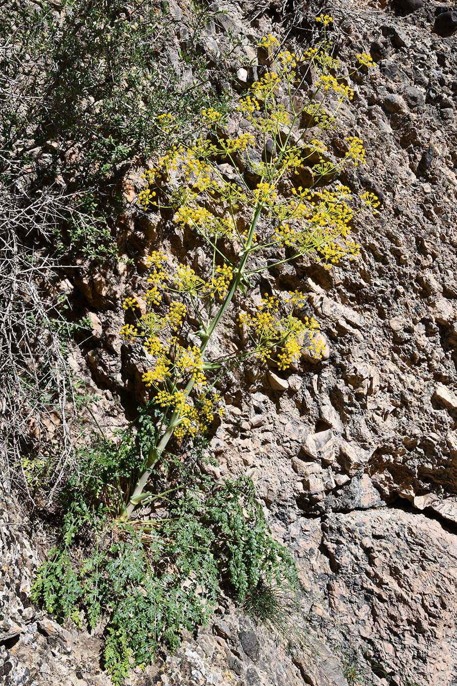 Изображение особи Ferula samarkandica.