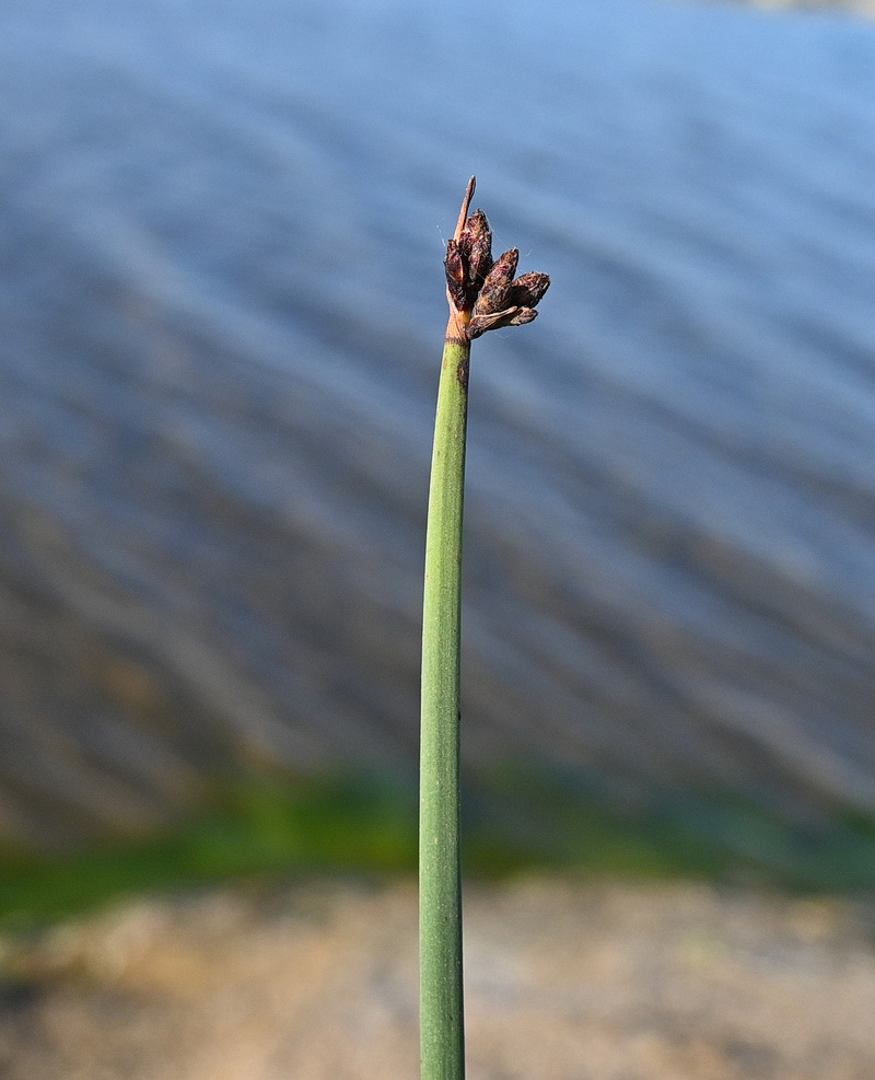 Image of familia Cyperaceae specimen.