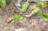 Ipomoea pes-caprae. Верхушка побега с вскрывшимся и зреющим плодами. Вьетнам, пров. Кханьхоа, южные окр. г. Нячанг, пляж Бай Дай (Бай Зай), прибрежная дюна. 20.02.2026.