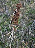 Xanthium orientale. Верхушка сухого прошлогоднего побега с соплодиями. Волгоградская обл., Камышинский р-н, природный парк \"Щербаковский\", у дороги. 12.04.2026.