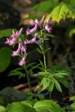 genus Corydalis