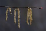 Corylus mandshurica. Веточка с мужскими и женскими соцветиями. Южное Приморье, Чёрные горы, заповедник \"Кедровая падь\", руч. Остросопочный, широколиственный лес. 14.04.2011.