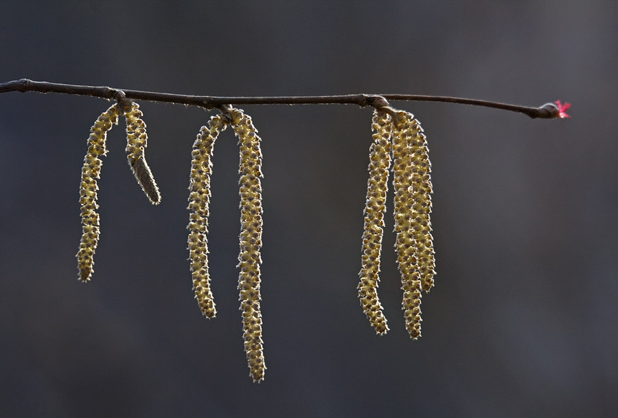 Image of Corylus mandshurica specimen.