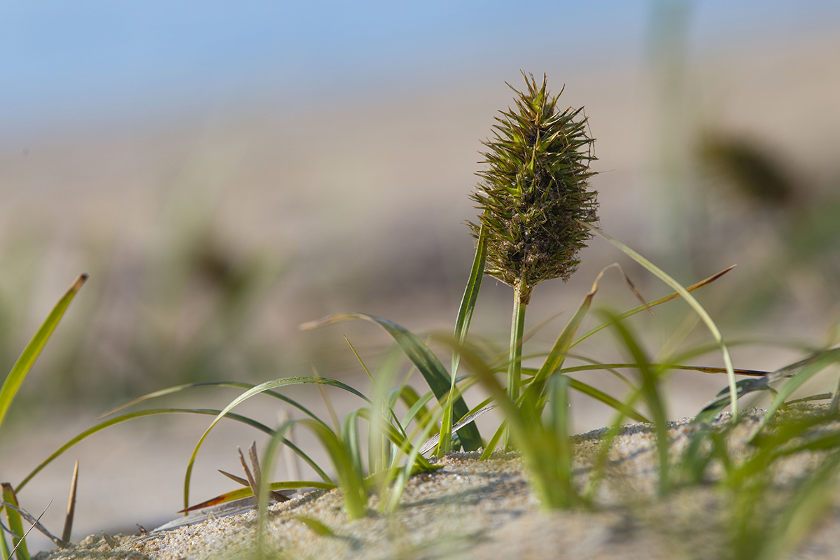 Image of Carex macrocephala specimen.
