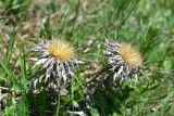 genus Carlina