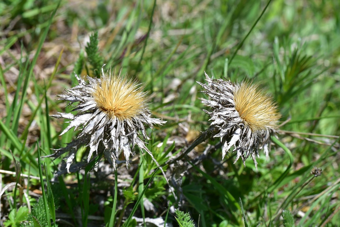 Image of genus Carlina specimen.