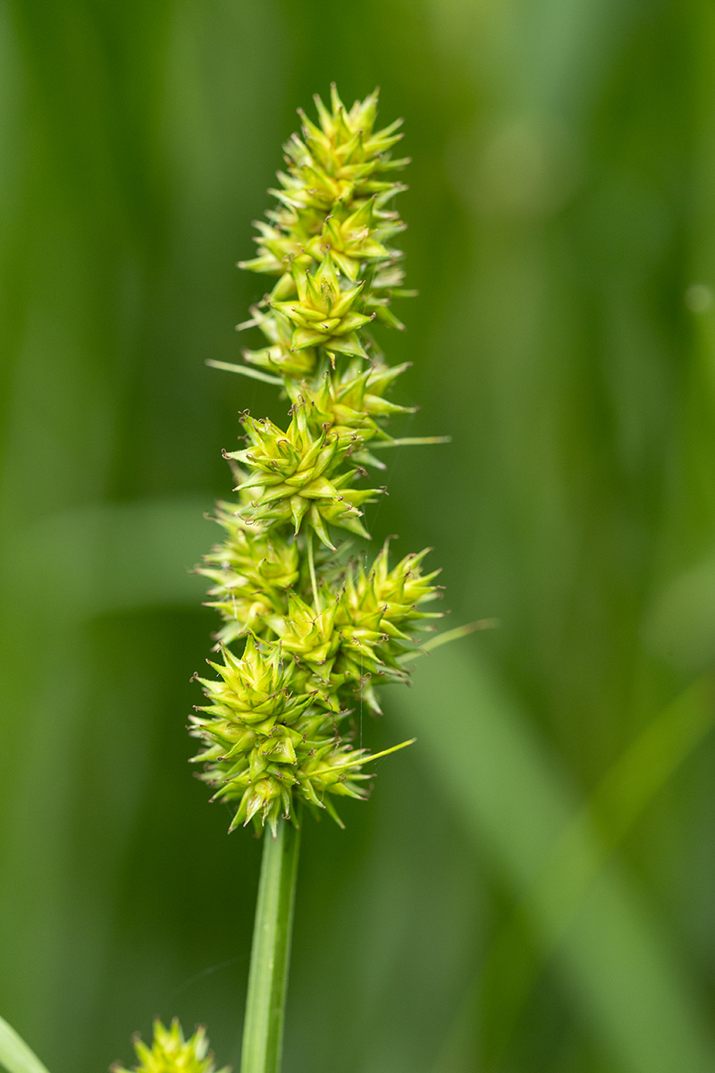 Image of Carex otrubae specimen.