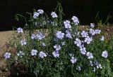 Linum perenne. Верхушка цветущего растения. Марий Эл, г. Йошкар-Ола, мкр-н Гомзово, в культуре. 24.05.2025.