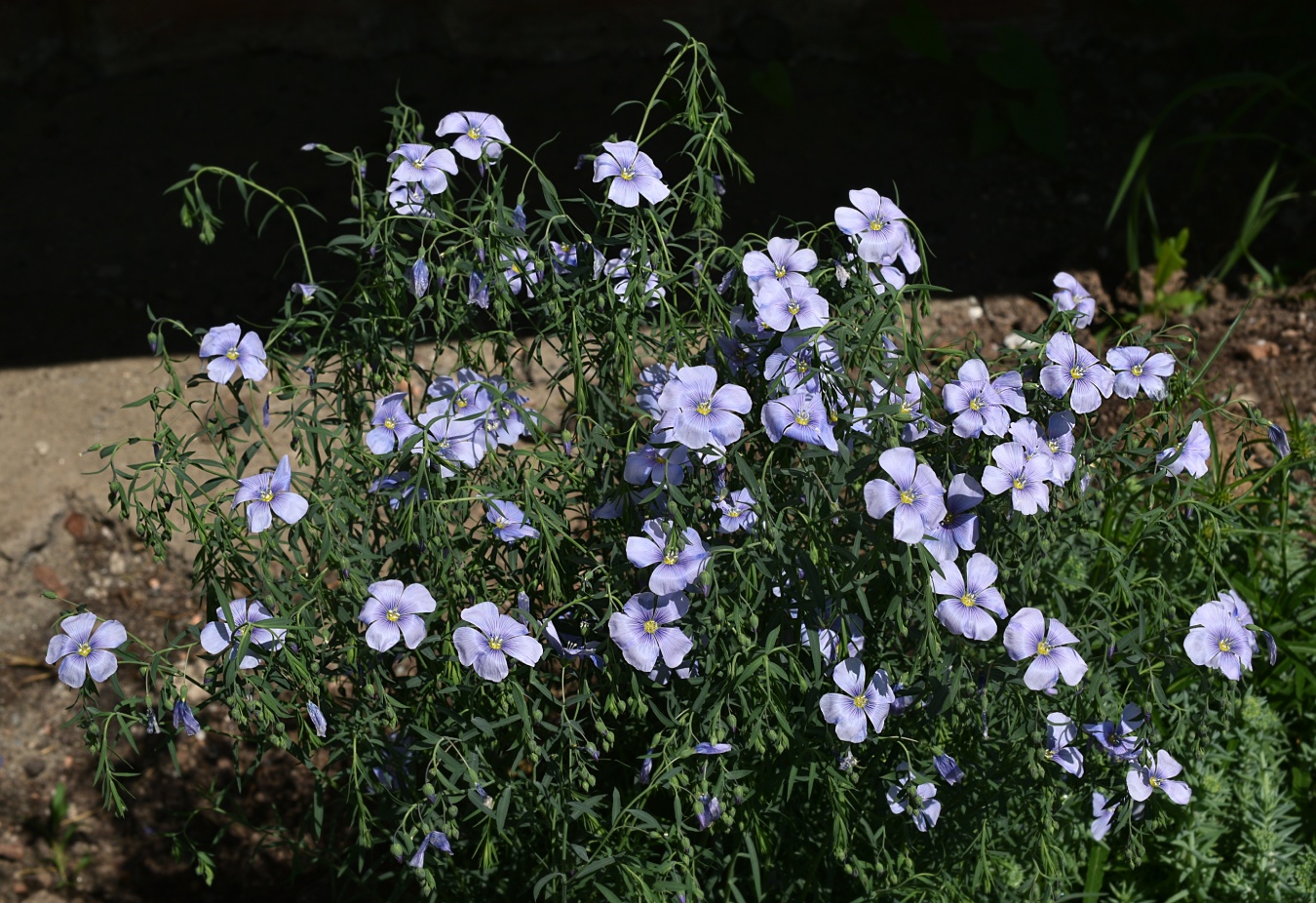 Изображение особи Linum perenne.