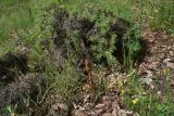 genus Orobanche. Цветущее и молодое растения. Грузия, край Самцхе-Джавахети, Ахалцихский муниципалитет, левый борт р. Цинубанисцкали, 1,8 км выше по течению от горячего источника Цинубани, гребень небольшого отрога, выс. 1150 м н.у.м., опушка перед дубовой рощей. 9 июня 2026 г.