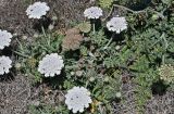 род Daucus. Цветущее и плодоносящее растение. Португалия, округ Бежа, окр. г. Карвальял, сухой склон. 06.06.2026.