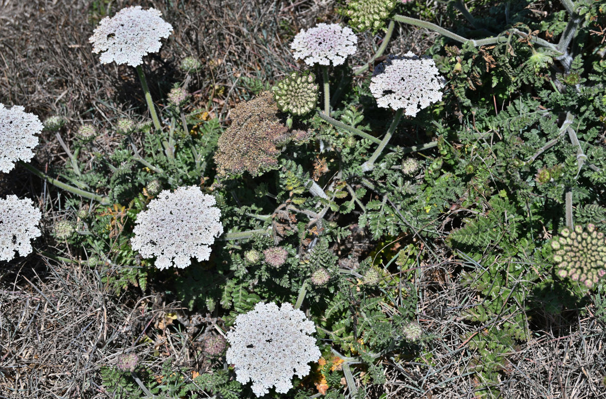 Изображение особи род Daucus.