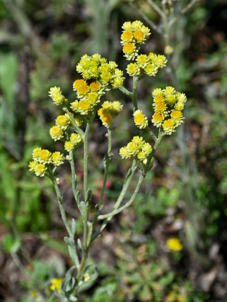 Изображение особи Helichrysum arenarium.