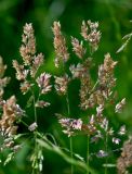 Holcus lanatus. Соцветия. Калининградская обл., Гурьевский р-н, пос. Зеленополье, луг. 02.07.2025.