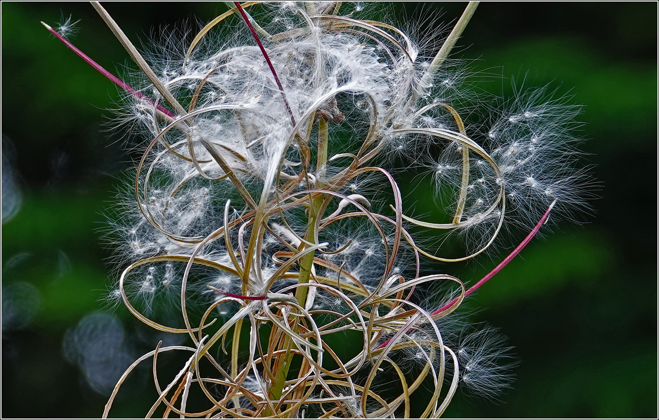 Image of Chamaenerion angustifolium specimen.