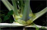 Brassica oleracea variety gongylodes. Побег с основаниями листьев. Московская обл., Раменский р-н, окр. дер. Хрипань, садовый участок. 16.08.2026.