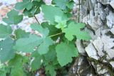 Ficus carica. Листья на верхушке побега. Краснодарский р-н, север Туапсинского р-на, дол. р. Таштай, скалистое ущелье. 6 сентября 2025 г.