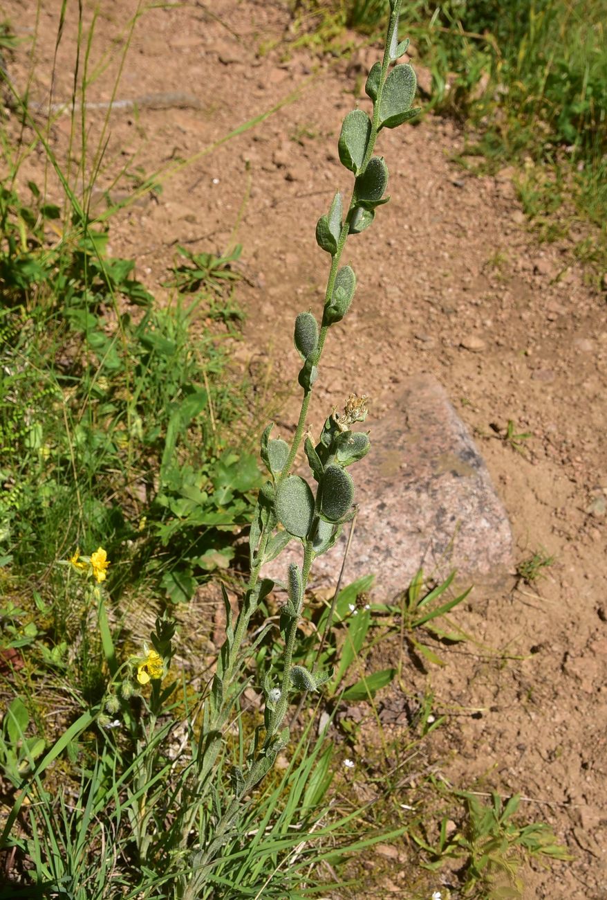 Image of Unknown species specimen.