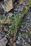 genus Pedicularis. Листья (вид на абаксиальную поверхность). Турция, ил Артвин, р-н Юсуфели, левый берег р. Бархал-Чайи, над порогом, выс.1800 м н.у.м., скальная полка. 14 июня 2026 г.