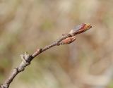 Alnus kolaensis. Побег с распускающимися вегетативными почками. Мурманская обл., Североморский р-н, окр. пос. Росляково, пойменный березняк. 15.05.2011.