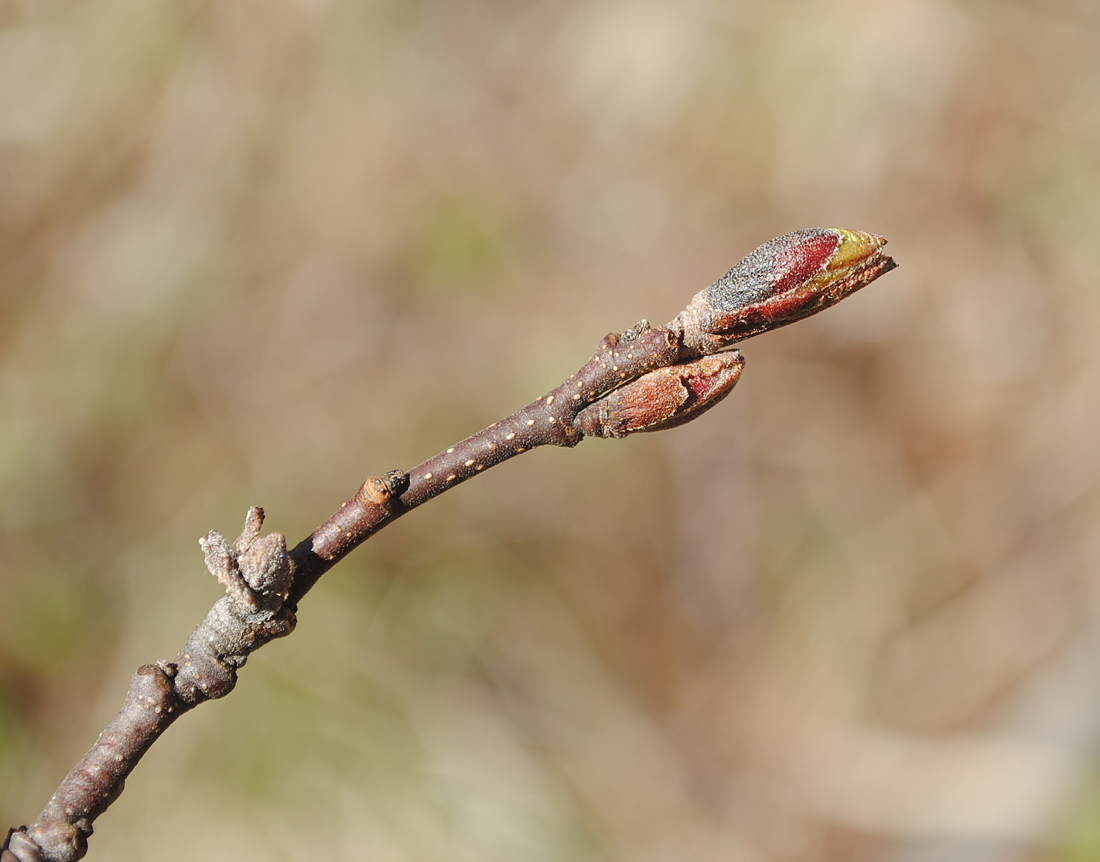 Image of Alnus kolaensis specimen.