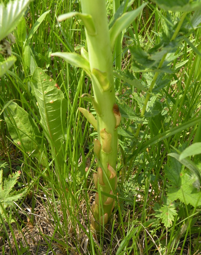 Image of Euphorbia palustris specimen.