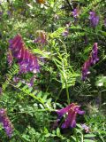 Vicia varia. Верхняя часть цветущего растения. Южный берег Крыма, окр. пгт Гурзуф, ур. Мёртвая долина. 27.05.2011.