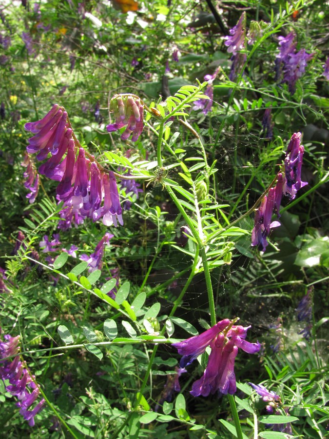 Image of Vicia varia specimen.