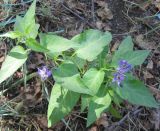 Solanum kitagawae