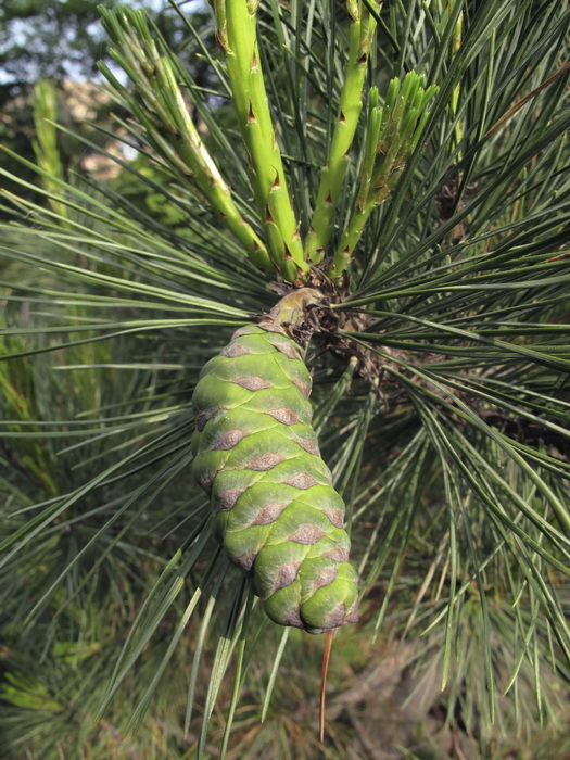 Изображение особи Pinus peuce.