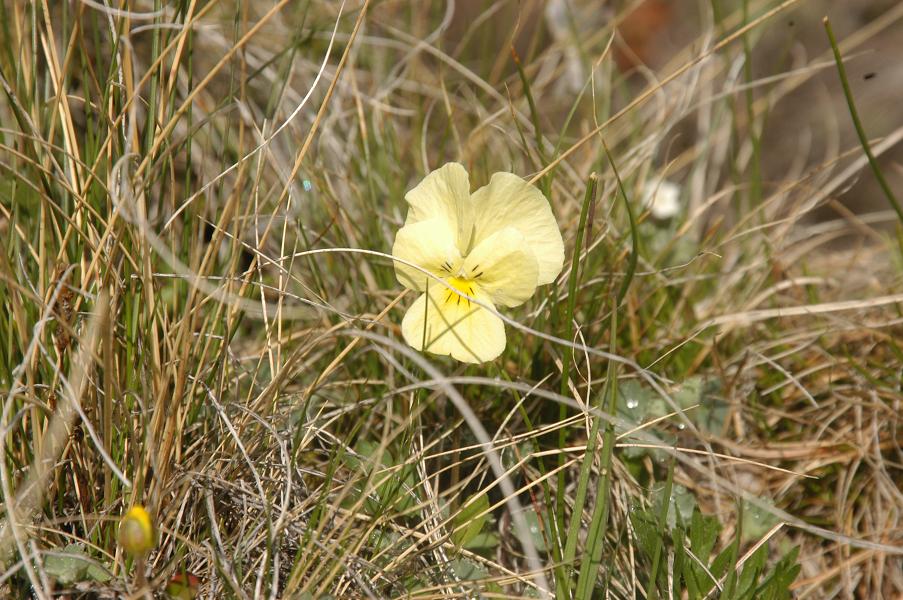 Image of Viola oreades specimen.