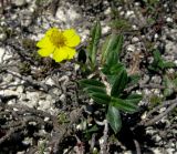 Helianthemum nummularium. Цветущее растение. Украина, Донецкая обл., Славянский р-н, окр. с. Сидорово. 16.07.2011.