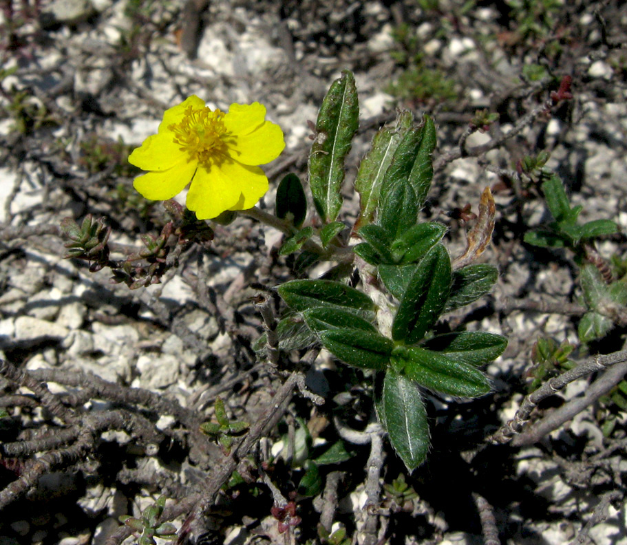 Image of Helianthemum nummularium specimen.