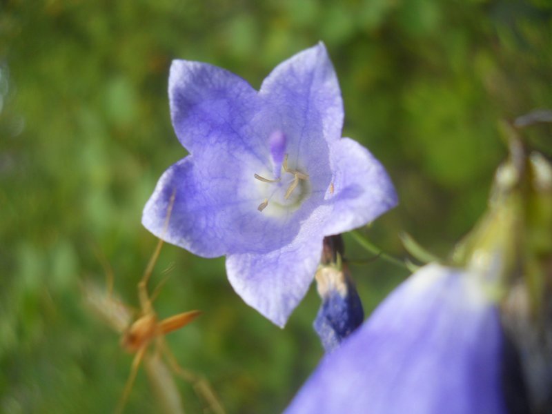 Image of Adenophora liliifolia specimen.