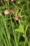Geum rivale. Верхушка побега с цветками. Республика Карачаево-Черкесия, Домбай, верховья долины р. Алибек, березняк на горном склоне; 1970 м н.у.м. 09.07.2011.